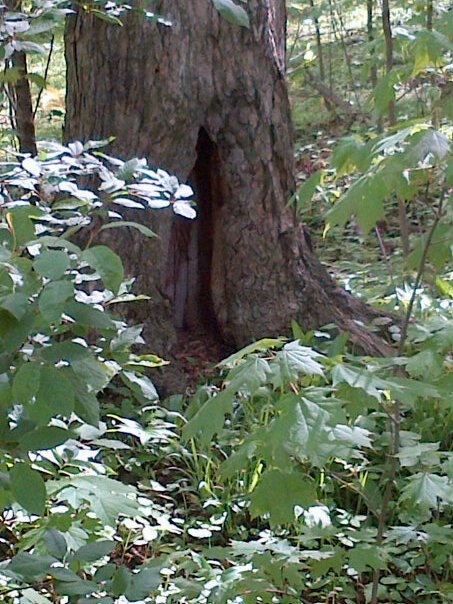 Cave Tree